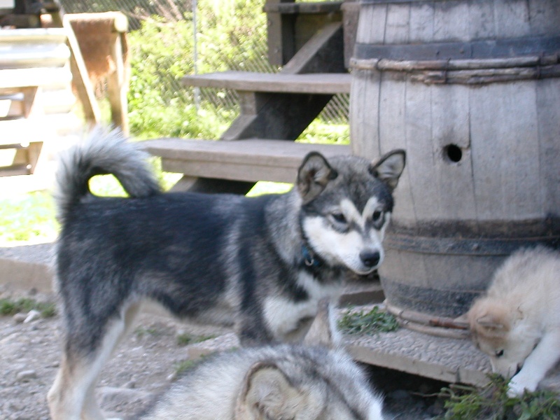 Chicoutimi kioona of Greystone Shadow